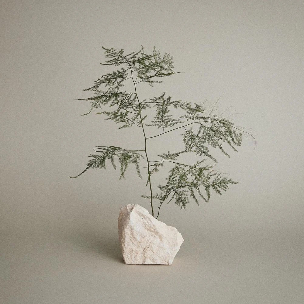 Paul Mitchell Tea Tree Special Shampoo Tree