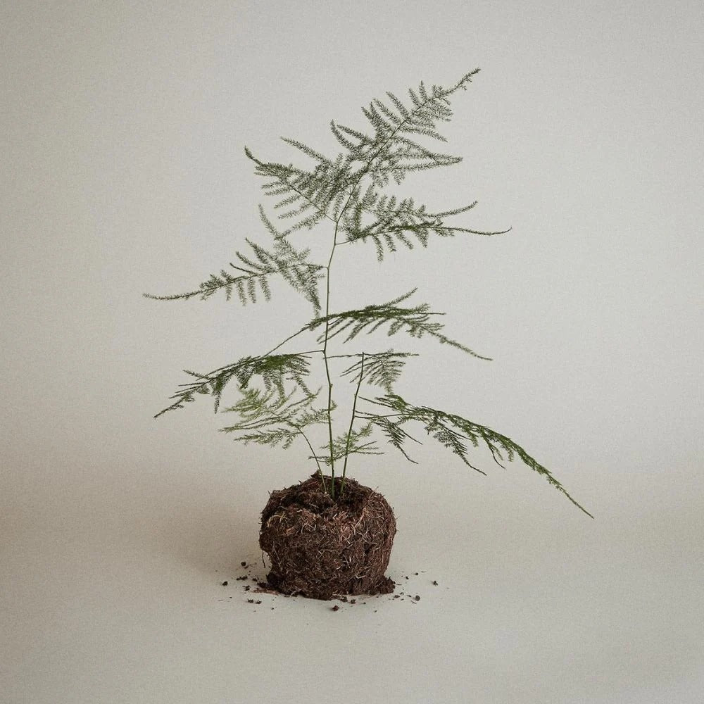 Paul Mitchell Tea Tree Lemon Sage Thickening Shampoo Tea Tree